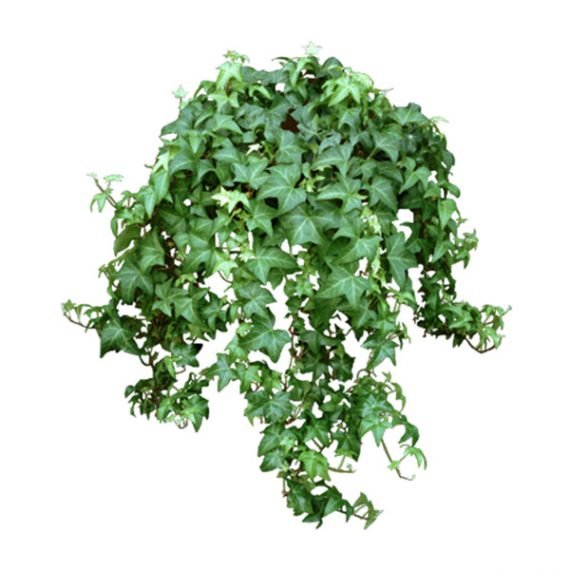 Hedera helix (هيدرا حبل المساكين) - Image 2