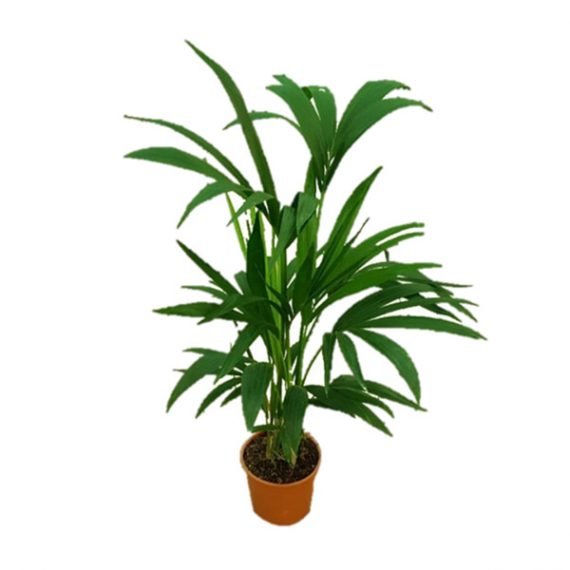 Dypsis lutescens( Areca palm) (نخلة الأريكا الصفراء) - Image 2