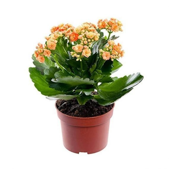 Kalanchoe Blossfeldiana (كلنكوة)