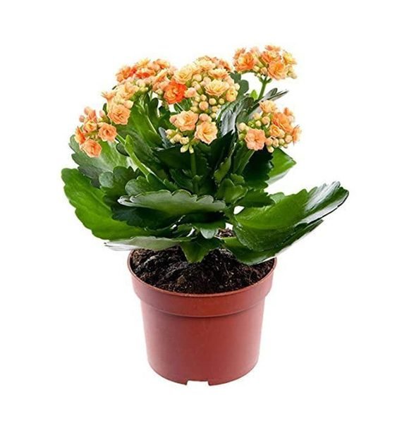 Kalanchoe Blossfeldiana (كلنكوة)