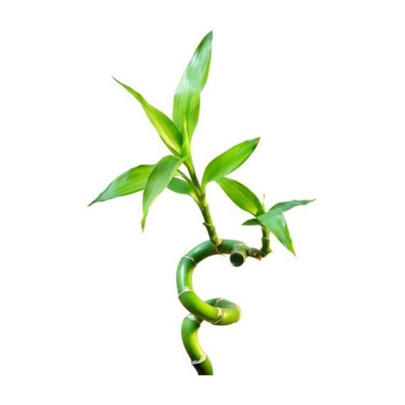 Lucky Bamboo or Dracaena sanderiana (بامبو - خيزران الحظ) - Image 2