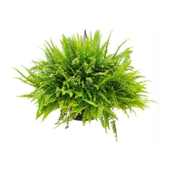 Nephrolepis exaltata (بوسطن فيرن) - Image 2