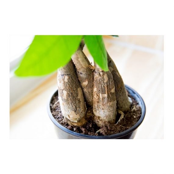 Pachira Aquatica (باشيرا ) - Image 4