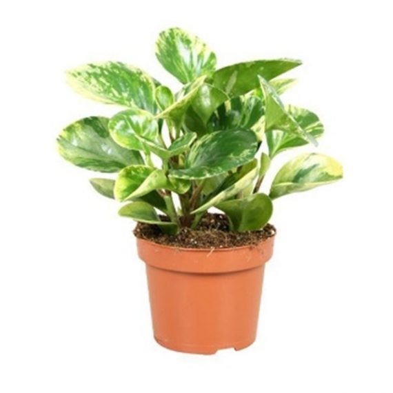 Variegated Peperomia (ببروميا مخطط)