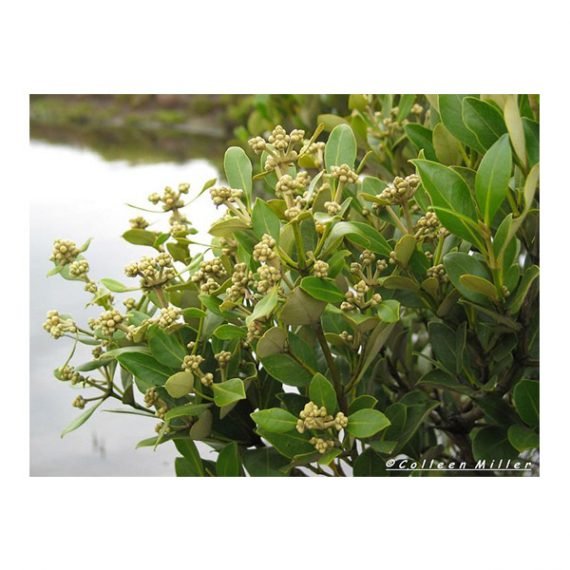 Avicennia marina (قرم) - Image 2
