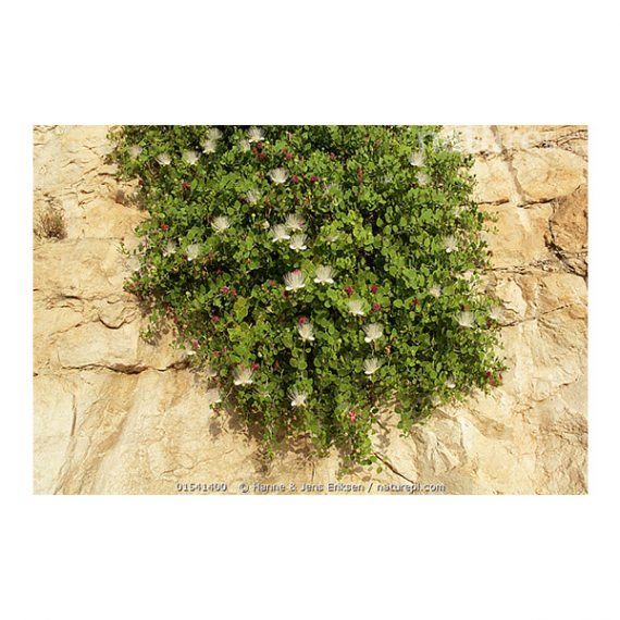 Capparis  cartillaginea (شفلح لصف) - Image 2