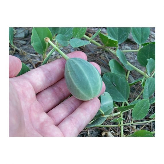 Capparis spinosa (شفلح) - Image 7