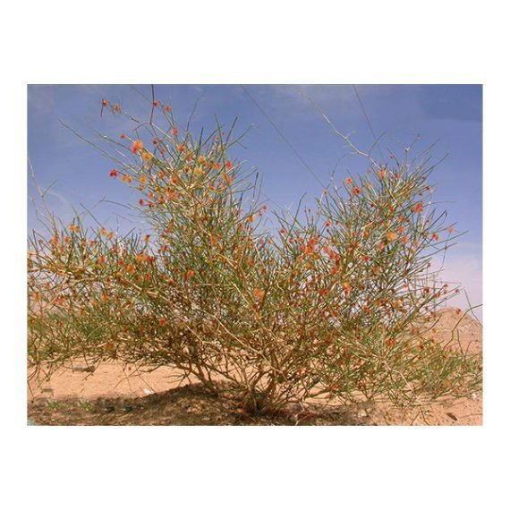 Colligonum Comosum (أرطا أحمر) - Image 3