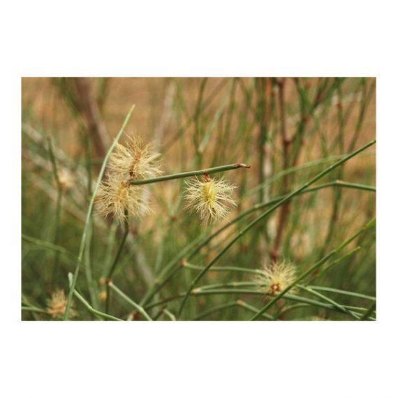 Colligonum crinitum (ارطاء) - Image 2