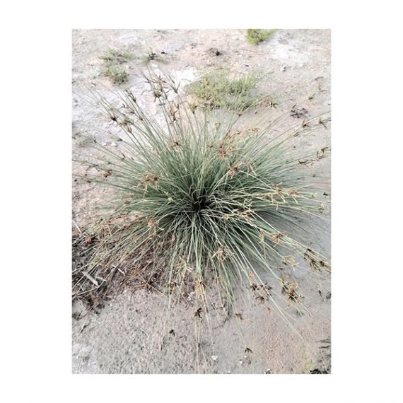 Cyperus conglomeratus (تندة – عندب)