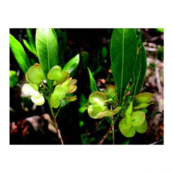 ⁦Dodonaea viscosa (شحص - شت - ديدونيا)⁩ - الصورة ⁦2⁩