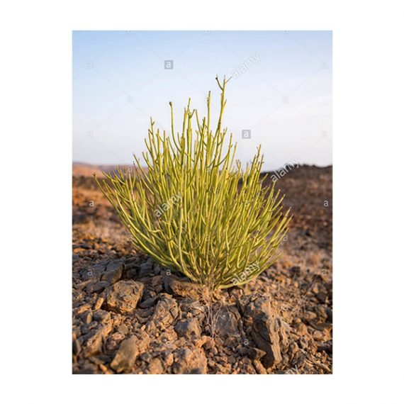 Euphorbia Larica (عزبج)