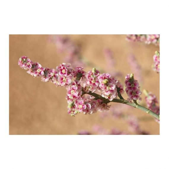 Haloxylon salicornicum (Hamada elegans)(رمت)