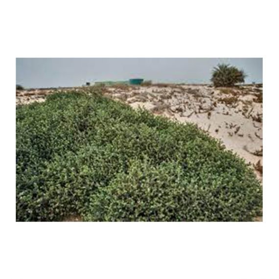 Heliotropium bacciferum (رمرام) - Image 2