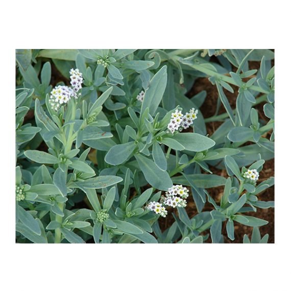 Heliotropium curassavicum (خشافة) - Image 2