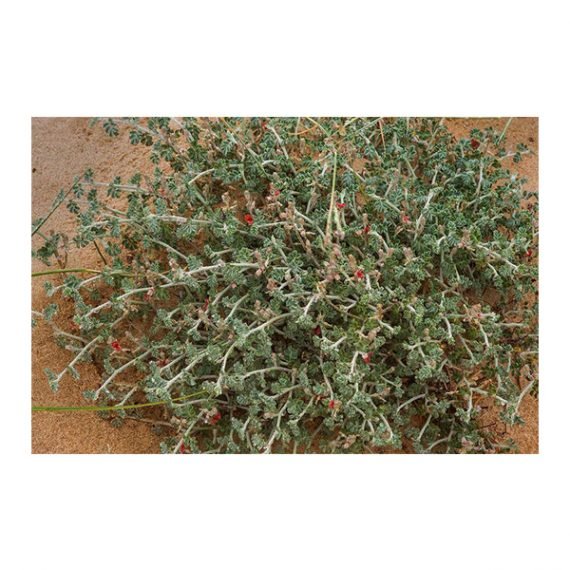 Indiogofera intricata (حميرا)