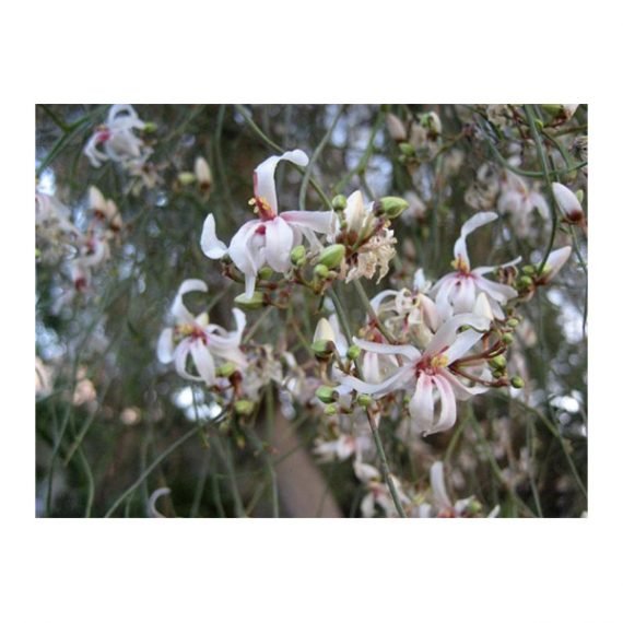 Moringa peregrina (شو ع) - Image 2