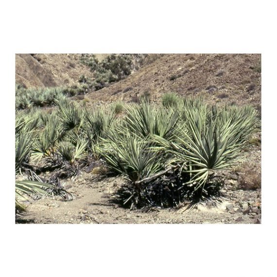 Nanorrhops rithieana (غضف)