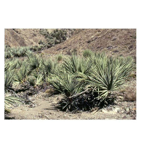 Nanorrhops rithieana (غضف)