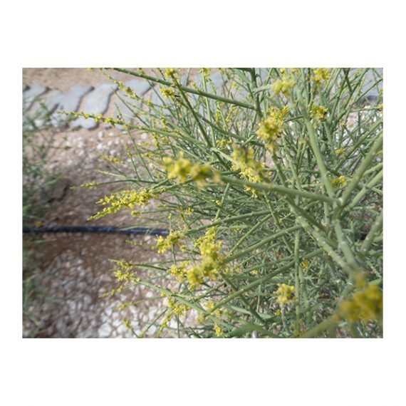 Ochradenus arabicus (علقة) - Image 2