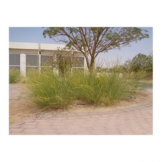 Ochradenus aucheri (قضب) - Image 8