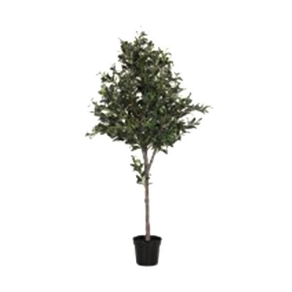 Olea europaea (زيتون يوربى) - Image 2