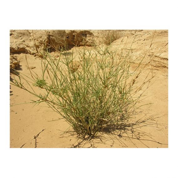 Panicum turgidum (تمام) - Image 2