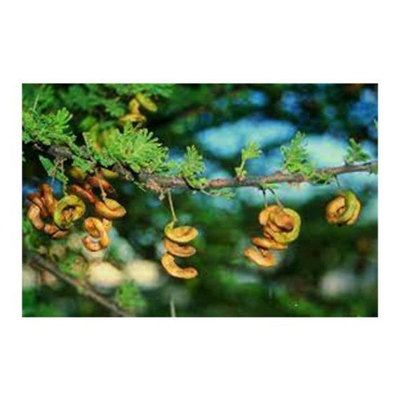 Acacia tortilis ( سمر) - Image 6