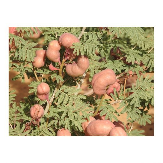 Prosopis farcta (الينبوت) - Image 2