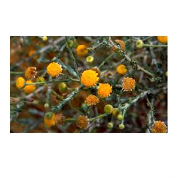 Pulicaria undulata (جثجاث)