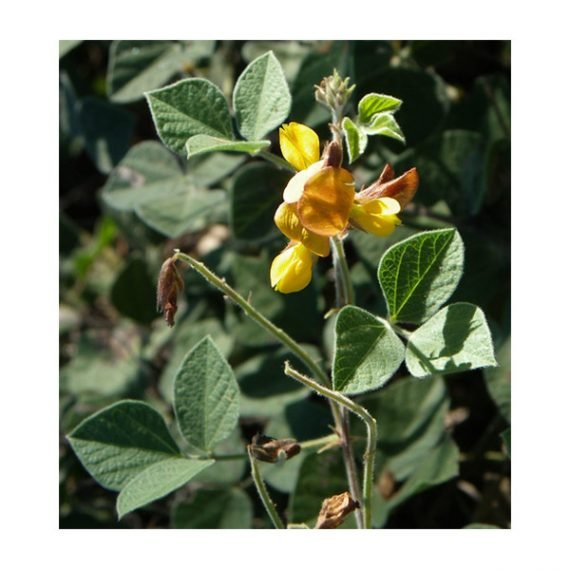 ⁦Rhynchosia Minima (بقل)⁩ - الصورة ⁦2⁩