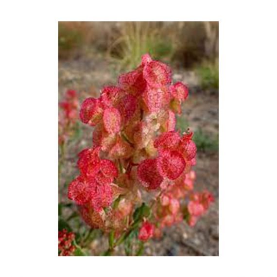 Rumex vesicarius (حوميده)