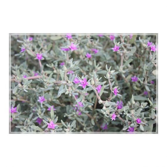 Sessuvium verrucosum (الدلب) - Image 2
