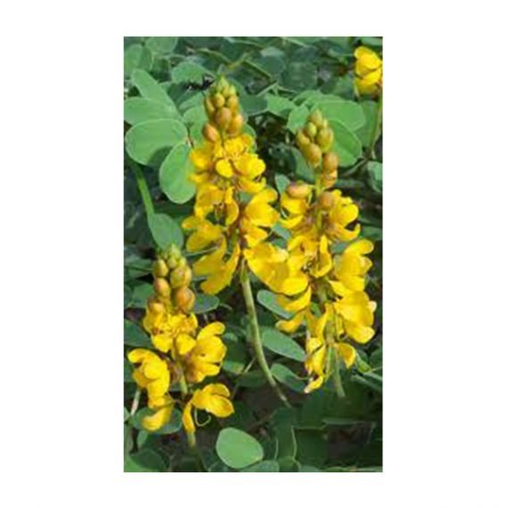 Senna Alexandrina (سنامكي)