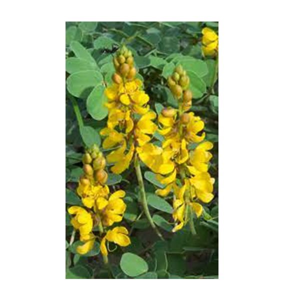 Senna Alexandrina (سنامكي)