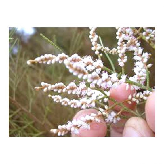 Tamarix aphylla (الأثل الشجري - الطرفاء) - Image 2