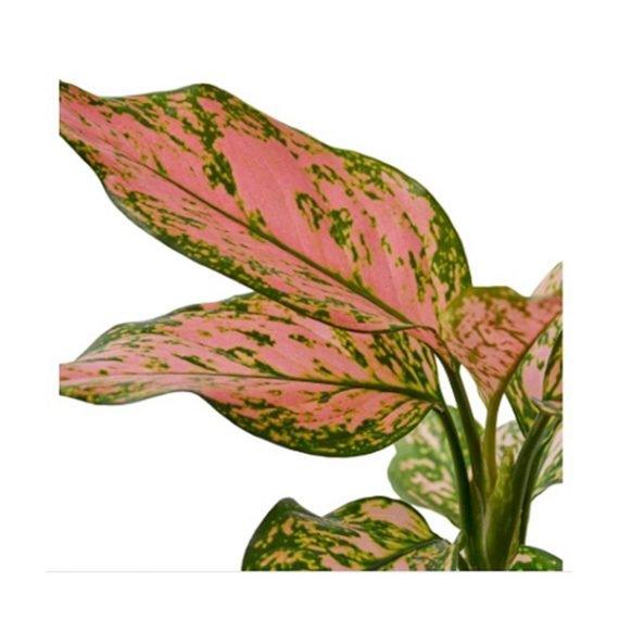 Aglaonema( Lady Valentine) (أجلونيما ليدي فلنتاين) - Image 2