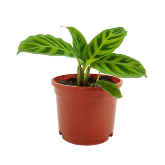 Calathea zebrina (زيبرا) - Image 2
