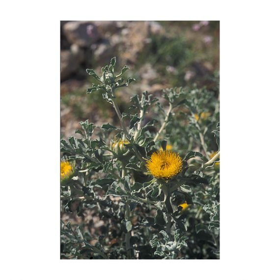 Anvillea garcinii (نقد)