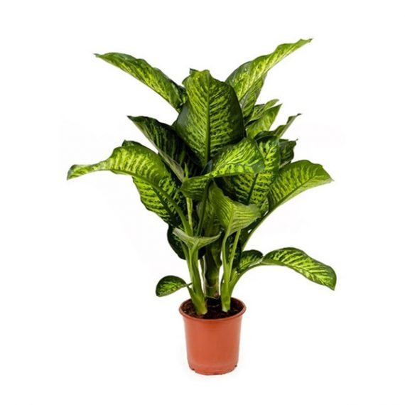 Dieffenbachia Seguine (Maroba) (الدفنباخية) - Image 2