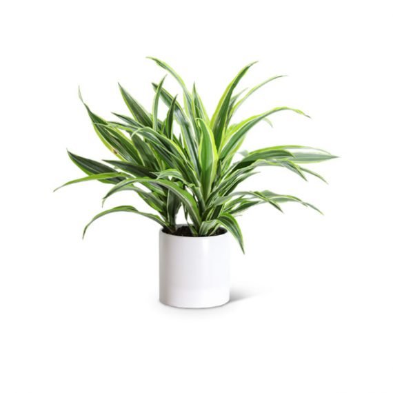 Dracaena Dremensis Lemon Lime (دراسينيا  ليمون لايم) - Image 3
