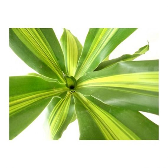 Dracaena Fragrans ‘Massangeana’ OR (cornstalk dracaena) (دراسينيا مسنجانا) - Image 3