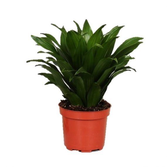 Dracaena Compacta (دراسينا كامبيكتا) - Image 3