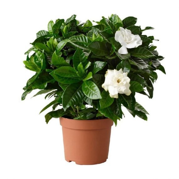 Gardenia (غاردينيا)