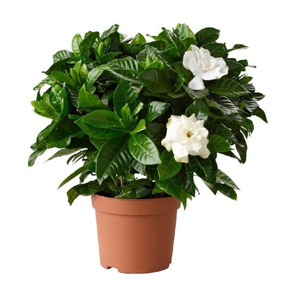 Gardenia (غاردينيا)