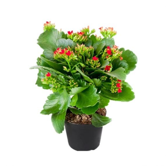 Kalanchoe Blossfeldiana (كلنكوة) - Image 2