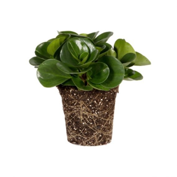 Peperomia obtusifolia (ببروميا) - Image 3
