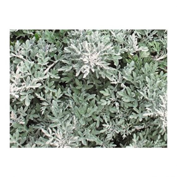 Artemisia absinthium (شيح) - Image 3