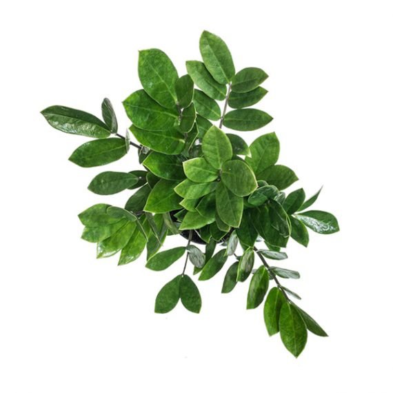 Zamioculcas Zamiifolia ( نخيل أرويد ، نبات الخلود  زاميا) - Image 2