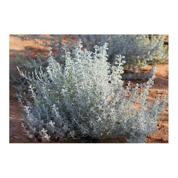 Artemisia Judaica